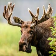 AnnoyingMoose67