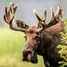 AnnoyingMoose67