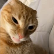 I SAID N