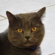 bobrinchi