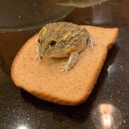 JegDrittOppMedDetteKallenavnet