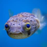 FishRaze