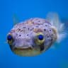 FishRaze