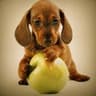 Hunden
