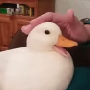 Zett