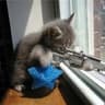 Cat with awp