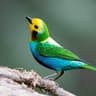 bird sex > man sex