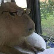 capybara