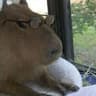 capybara