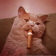 Fat_Cat
