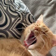 simba