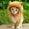 Rawr
