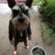 FINNYTOM, CONSUMER OF PAINT