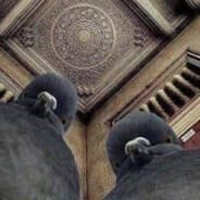 Wali
