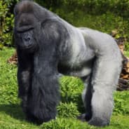 Ape