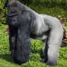 Ape