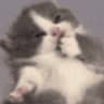 inconspicuous cat