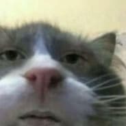 ily