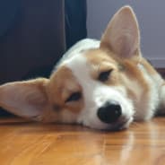 hermitP