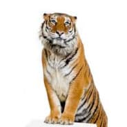 tiger20323