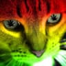 Gatonnabis mais novo 淫