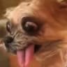IceFace