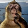im Curious George #ROT42 - Topic