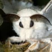 Horny Moth Man