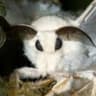 Horny Moth Man