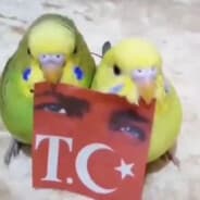 Cici Kuş