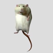 Robert ☯
