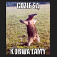 where are the llamas
