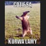 where are the llamas