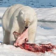 Polar