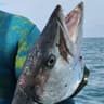 Barracuda  #gonefishing