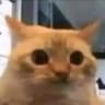 PaTcha