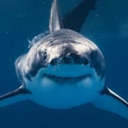 shark