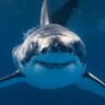 shark