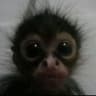 quni