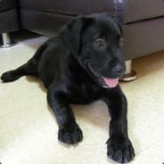 Great_Paw