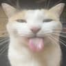 meow