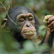 Pimp The Chimp