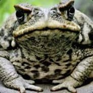 Kuhleeb