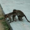 Monke