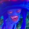 drazel
