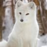 whitefoxx666