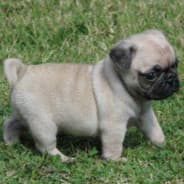 Señor Pug