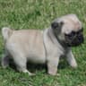Señor Pug