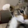 MIAOUTSUBISHI