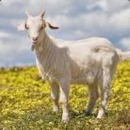 Bessie